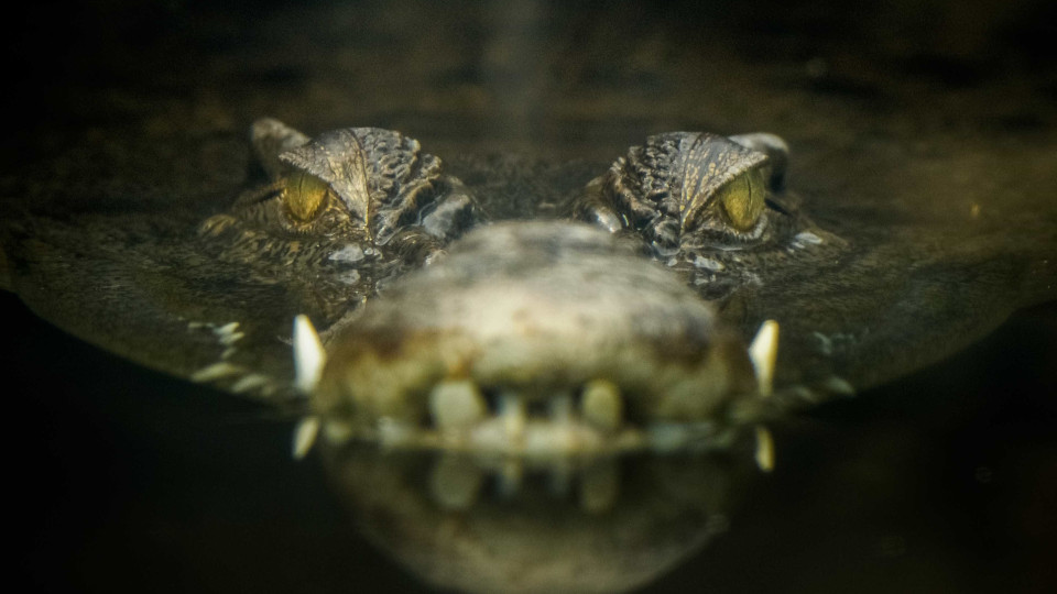 Crocodilo à solta em lagoa saiu caro às autoridades de Chicago