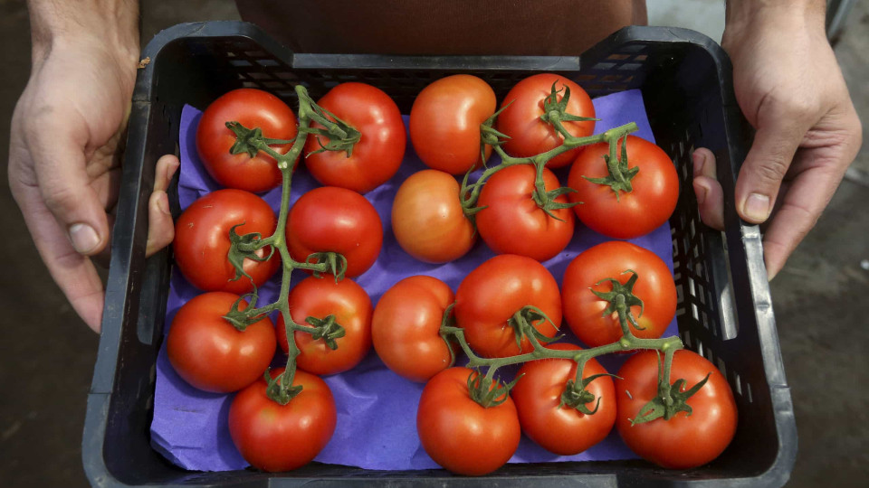 Indústria do tomate estima prejuízos de milhões com greve dos motoristas