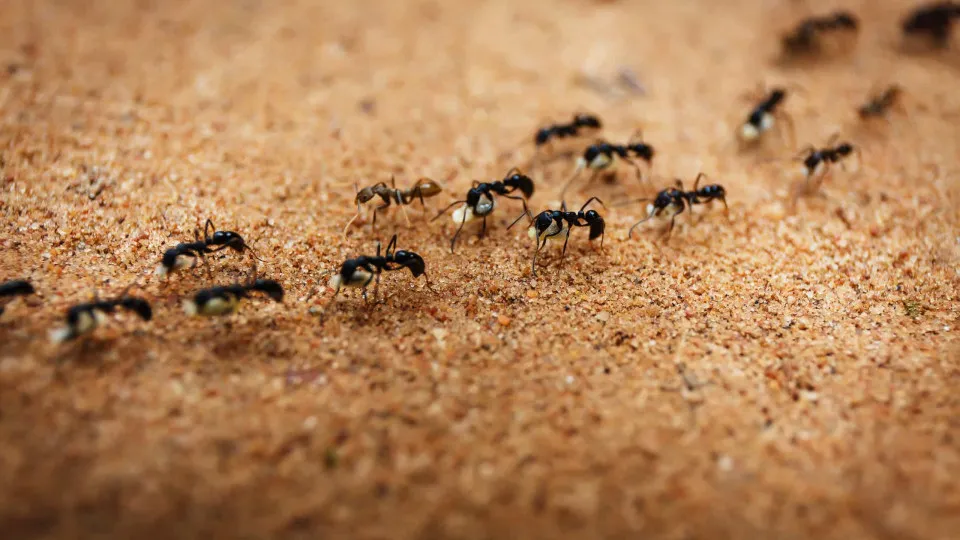 SABIA QUE as formigas têm cinco narizes?