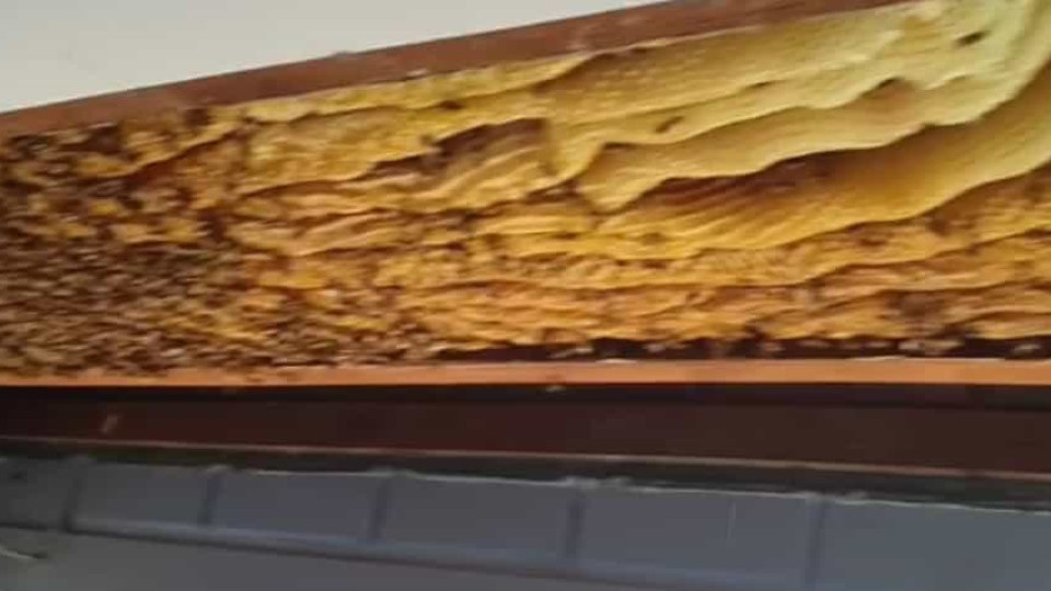 Colmeia gigante com 60 mil abelhas estava escondida no teto de uma casa
