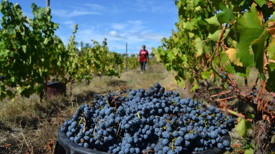 Tradição das vindimas na Rota dos Vinhos do Dão