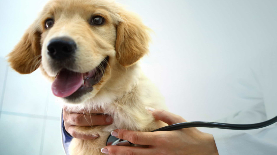 Descoberta científica revolucionária cura 12 cães da leishmaniose
