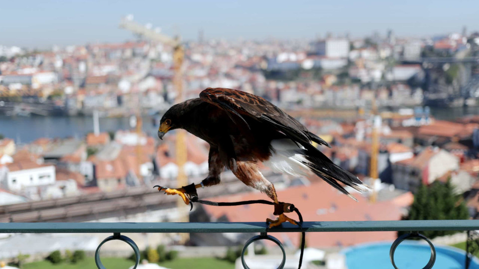 Lúcifer, a águia que expulsou as gaivotas num hotel de luxo em Gaia