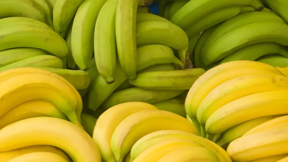 Bananas verdes emagrecem até seis quilos e 'secam' a barriga. Saiba como