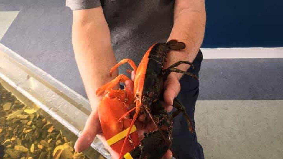 Pescador capturou lagosta rara de duas cores