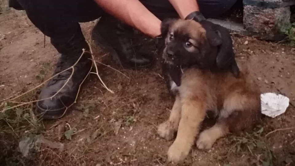 Militar da GNR adota cão abandonado que resgatou em Porto de Mós
