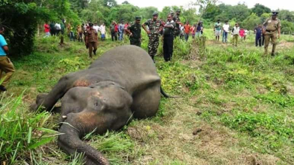 Elefantas encontradas mortas no Sri Lanka terão sido envenenadas