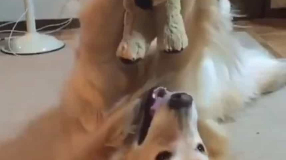 Vídeo adorável mostra cão a brincar com o seu peluche