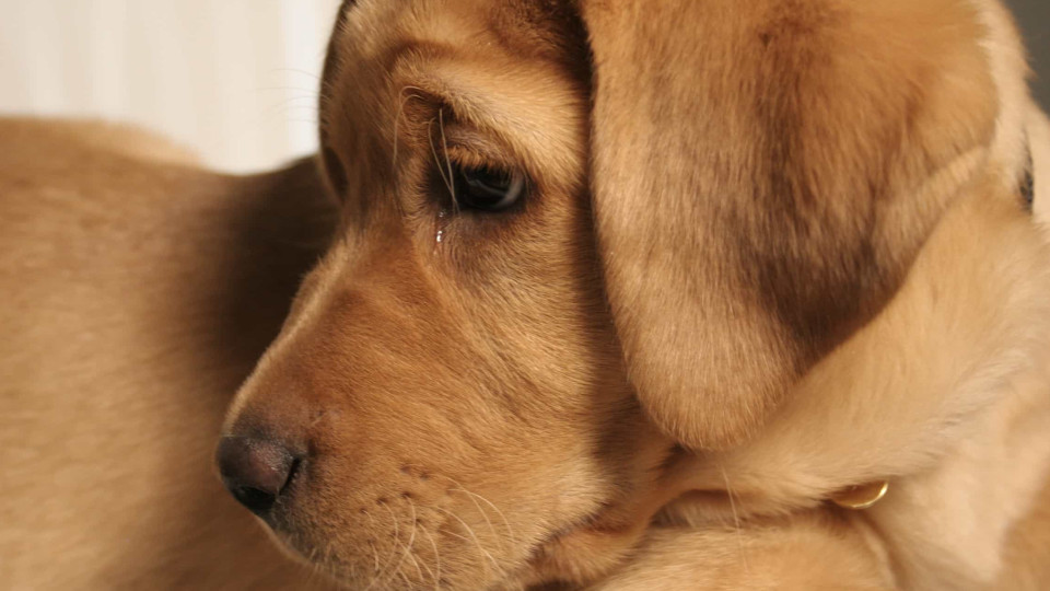 As principais causas para a barriga inchada nos cães
