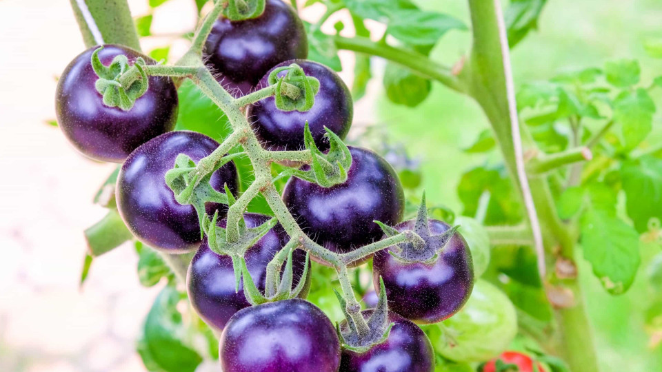 Surpresa. O tomate original é roxo, desvende o mistério