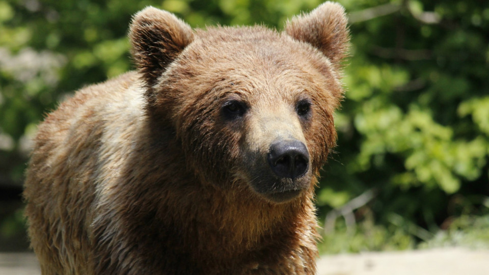 Estudo revela que ursos podem ajudar a tratar obesidade em humanos