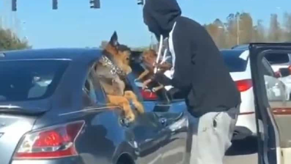 Cães trocam 'carinhos' em estrada dos EUA. É o vídeo mais doce do dia