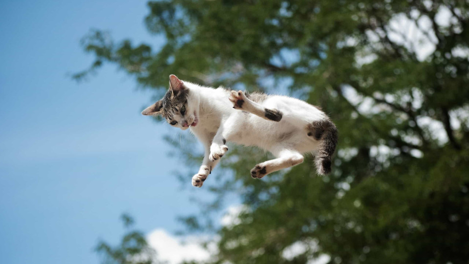 O grande enigma da física: Por que os gatos caem sempre de pé?