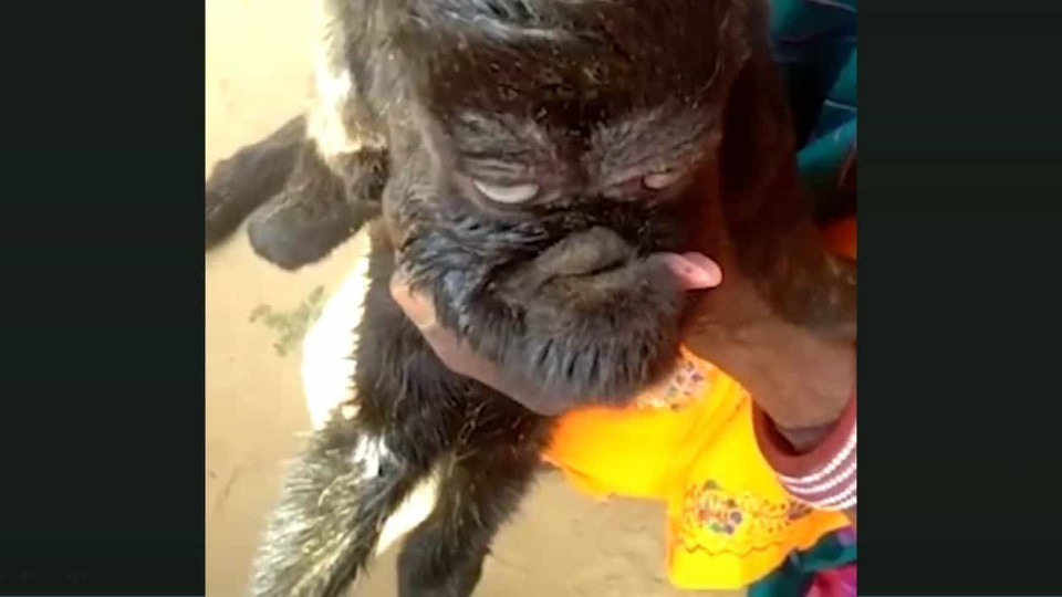 Vila indiana assustada com cabra que nasceu com "cara de humano"