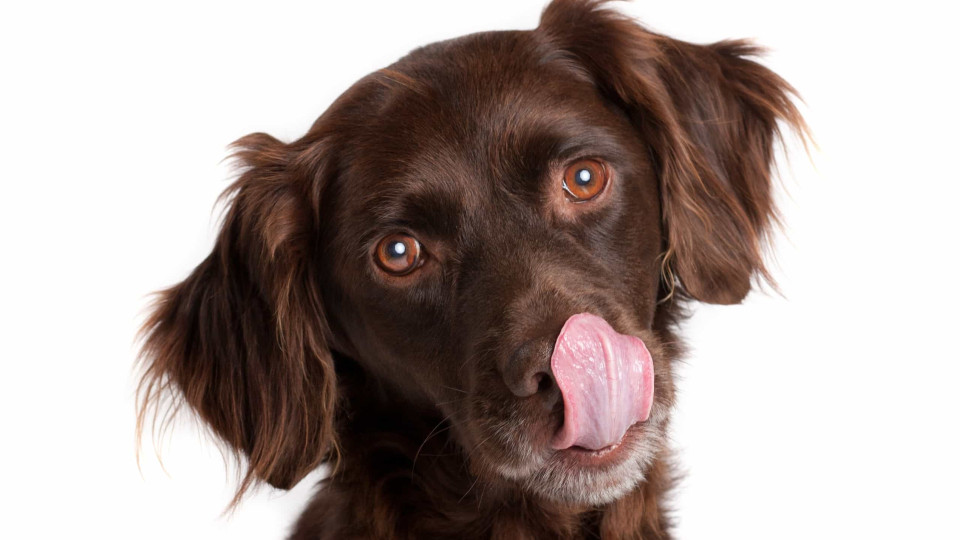O seu cão cheira mal mesmo depois do banho? Oito razões médicas