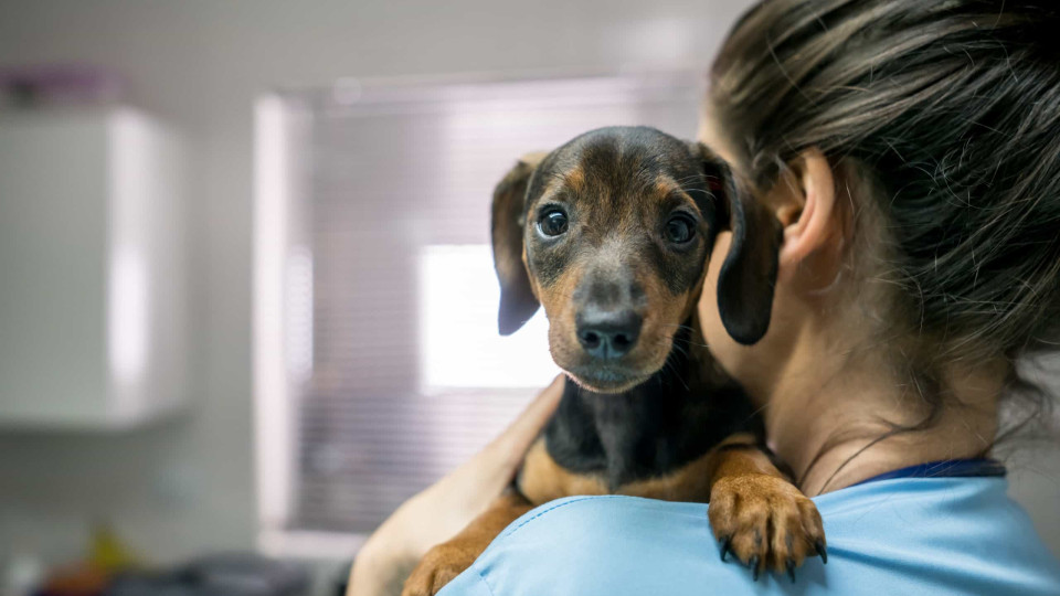 As quatro principais causas de morte súbita nos cães