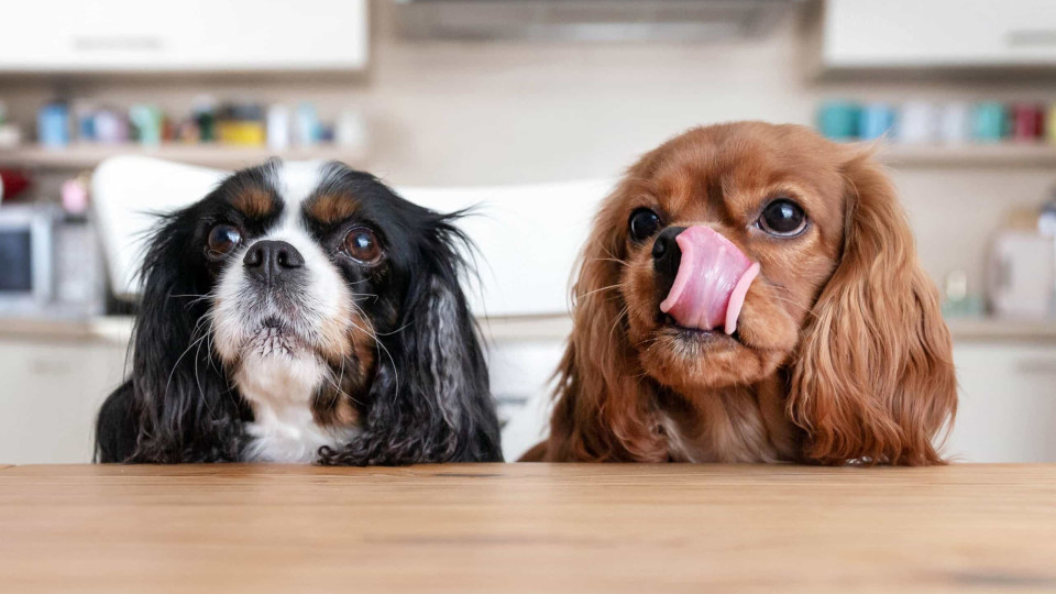 Start-up portuguesa cria snack de lagosta para cães