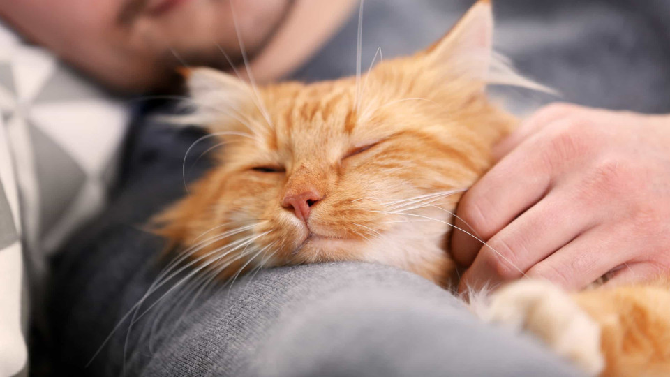 Os gatos gostam de dormir em cima dos donos. Mas porquê?