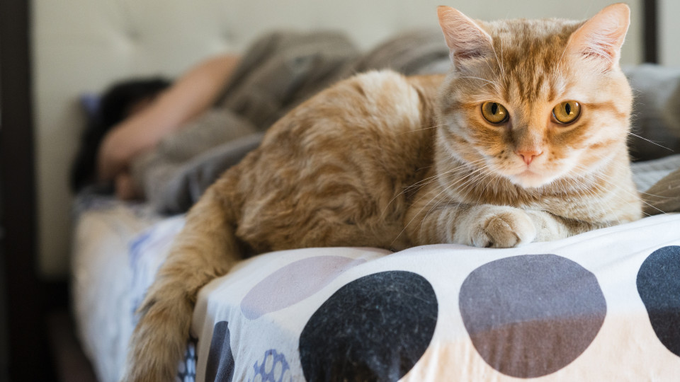 Se donos morrerem, gatos podem ter vontade de... os comer. Estudo alerta