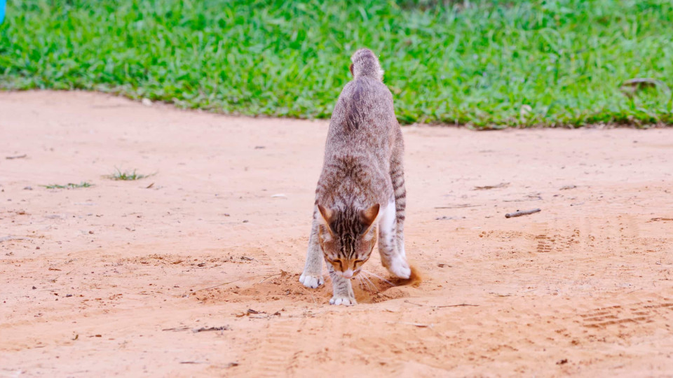 Alguns gatos enterram as suas fezes. Entenda porquê