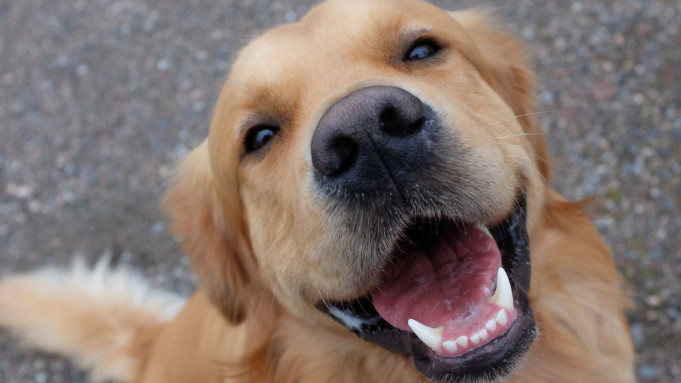 O nariz dos cães consegue sentir calor, explica estudo