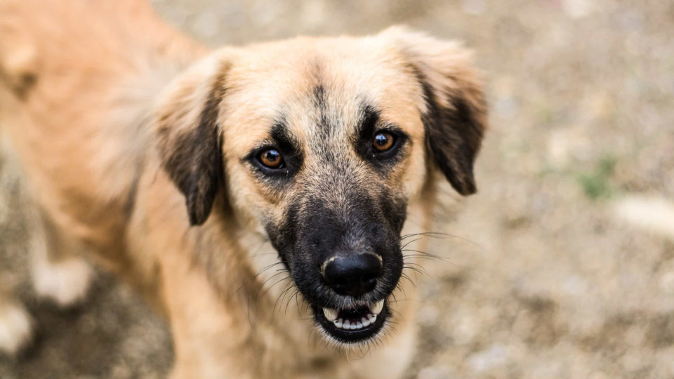 Por que os cães fazem contacto visual prolongado com os donos?