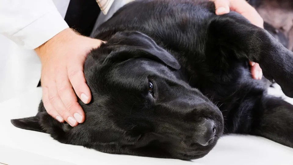 Três doenças que os seres humanos podem transmitir aos animais