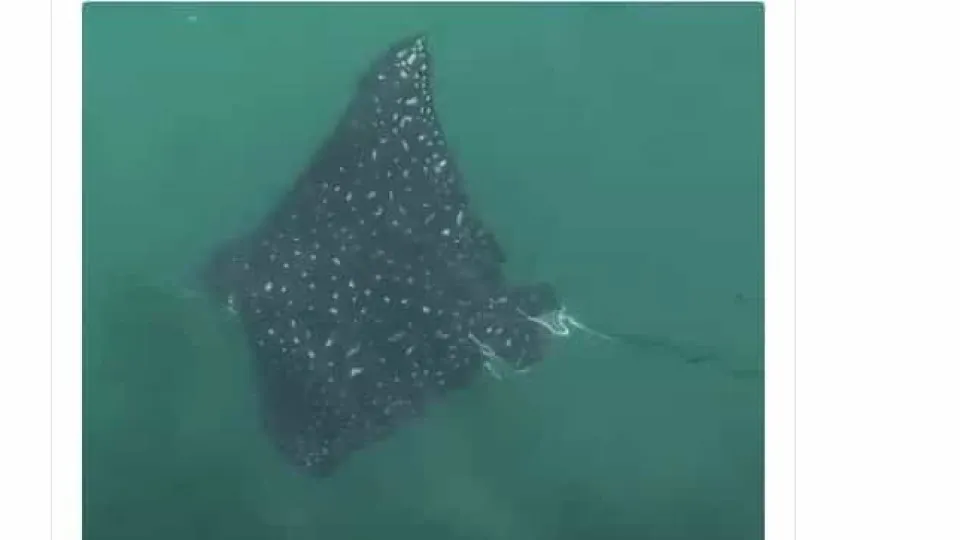 Afastamento humano dos mares potencia fenómenos de rara beleza