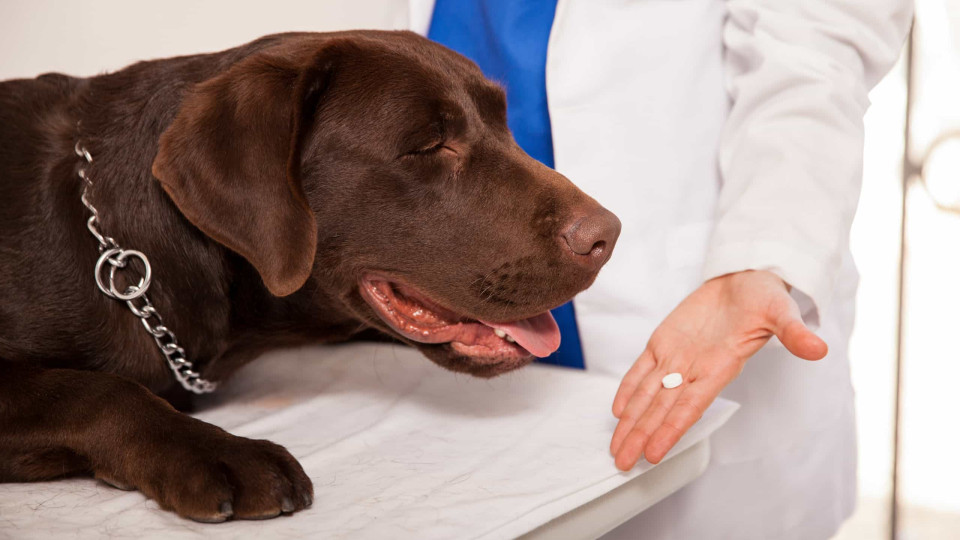 O leitor perguntou: Posso dar ibuprofeno ao meu cão?