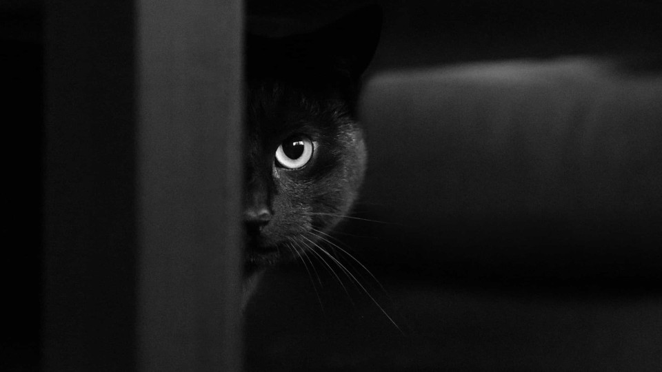 Os gatos conseguem ver no escuro? A resposta pode surpreendê-lo