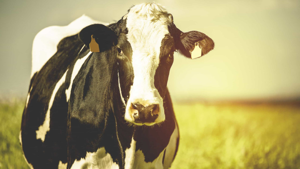 Cientistas testam anticorpos de vacas para combater coronavírus