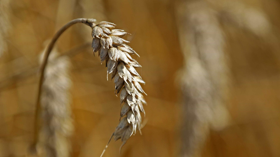 Afinal, qual é a diferença entre a cevada e trigo?