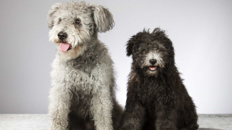 As quatro raças de cães mais raras do mundo