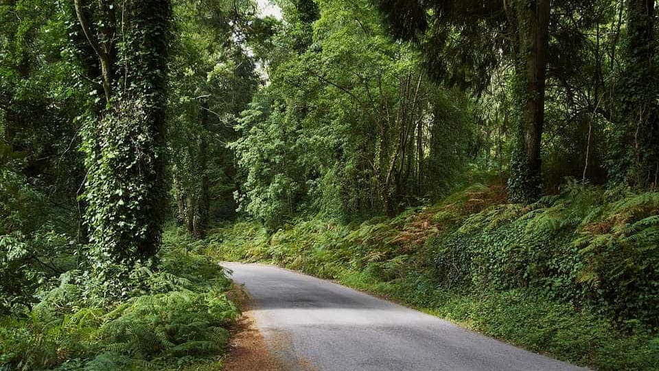 Perímetro da Serra de Sintra encerrado devido ao risco de incêndio