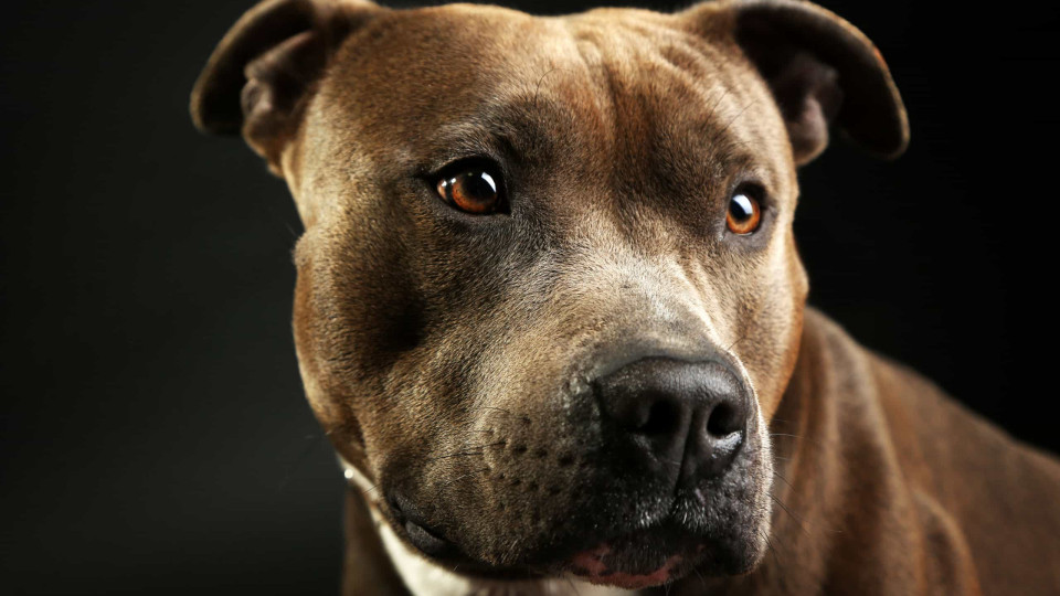 Quatro tipos de raças de cães Pitbull. Qual é a sua favorita?