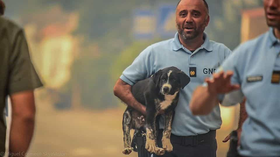 GNR diz que morte de animais em Santo Tirso se deveu à dimensão do fogo