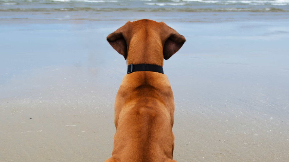 O seu cão vira-lhe as costas? A razão para este comportamento