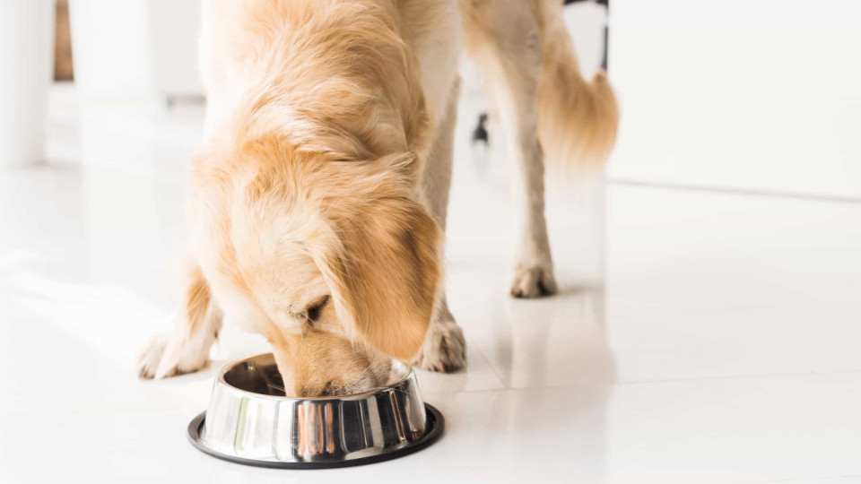 Dicas para fazer com que o seu cão coma mais devagar. É importante!