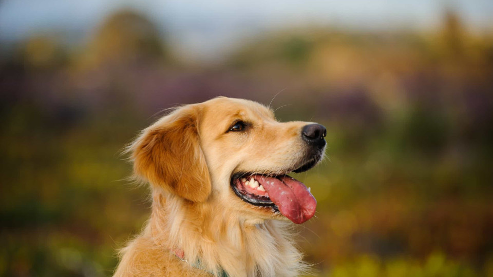 Estudo descobre que tipo de música deixa os cães mais felizes