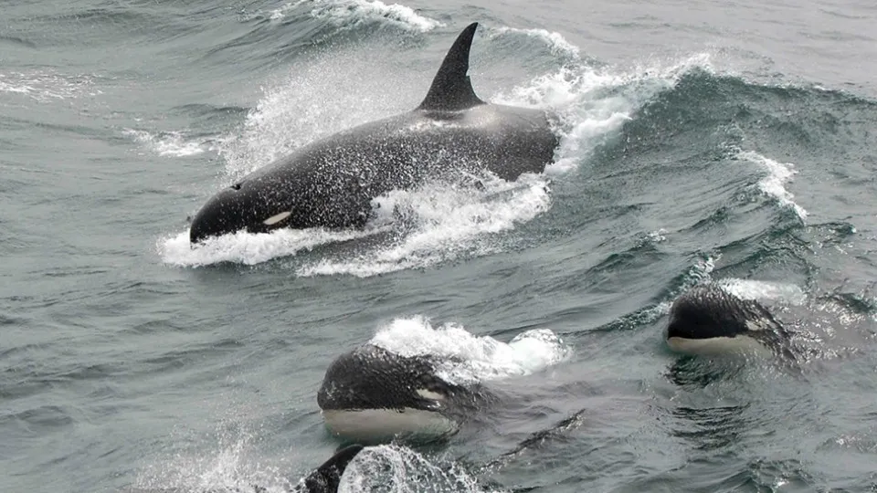 Ataques de orcas a barcos. Autoridades aconselham a desligar os motores