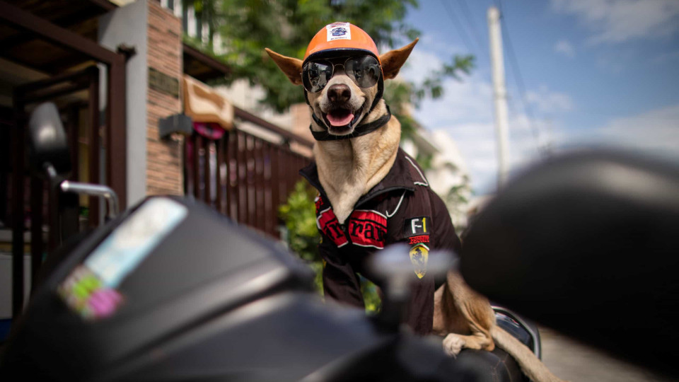 Este é Bogie, o cão motard que faz sucesso nas estradas das Filipinas