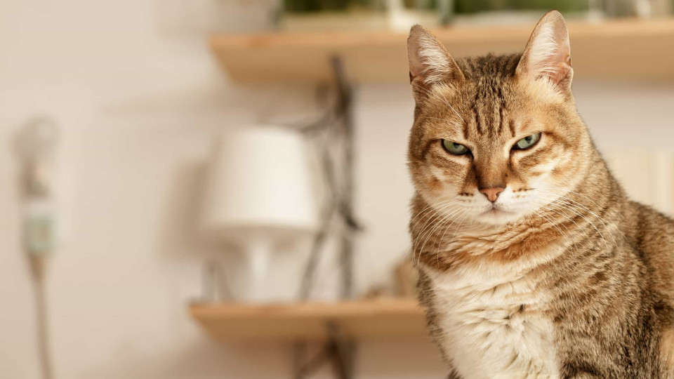 Porque é que o seu gato olha fixamente para si? Cinco razões