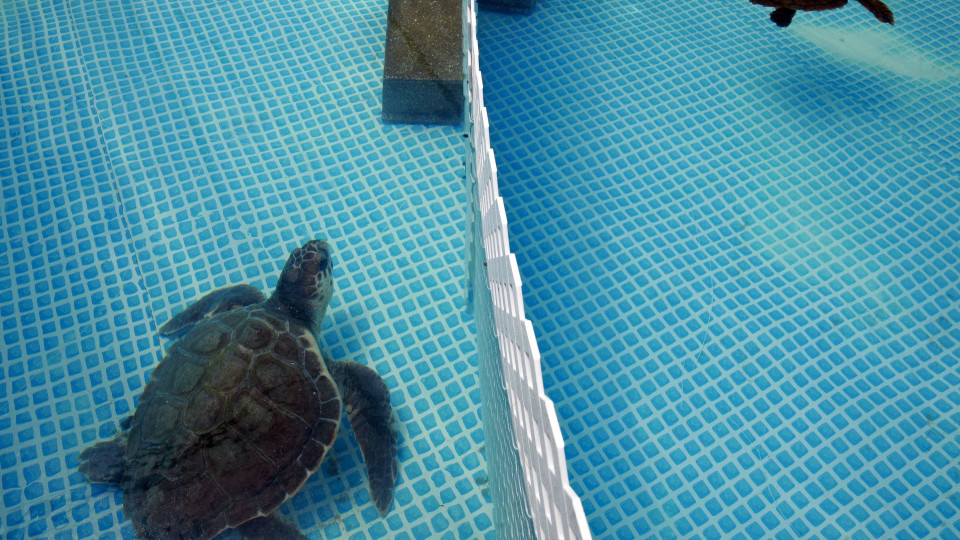 Oceanário entrega ao mar duas tartarugas em cativeiro há 30 anos