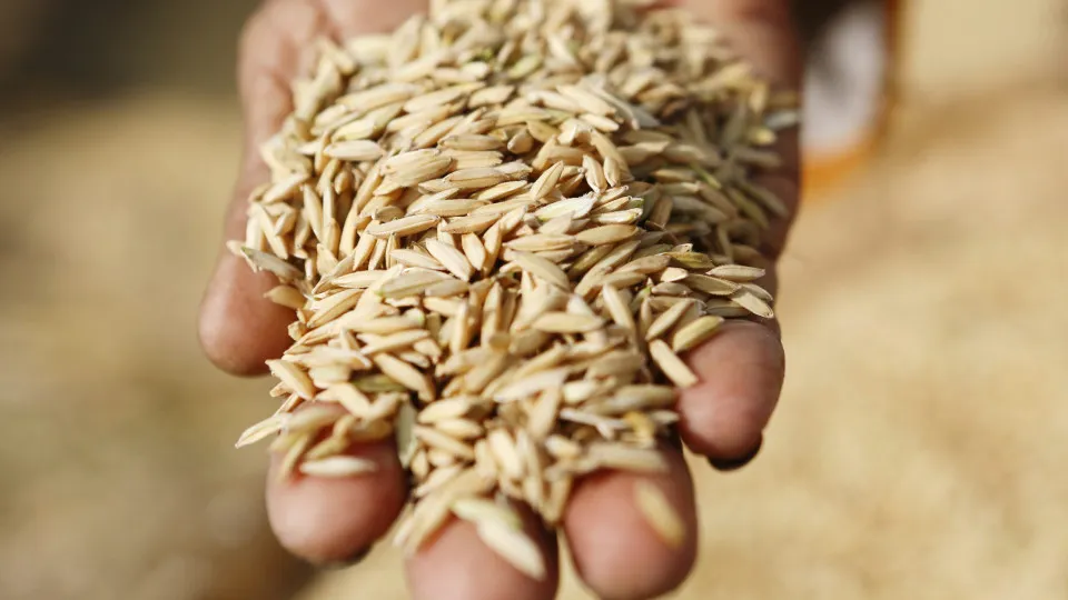 Coreia do Sul doa cinco mil toneladas de arroz a vítimas em Moçambique