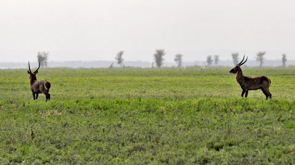Parque Nacional de Gorongosa anuncia reabertura em maio após Idai