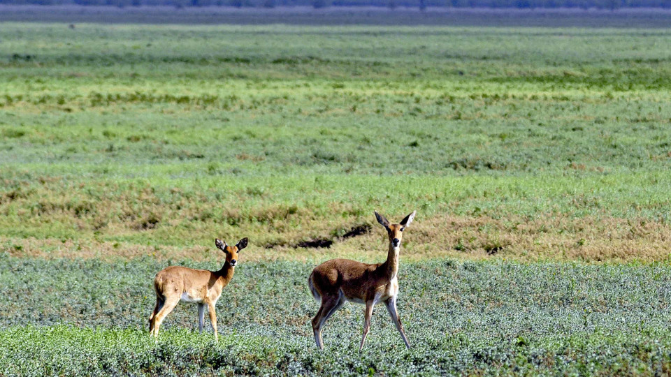 Mais que duplica detenção de caçadores na Reserva Especial de Maputo