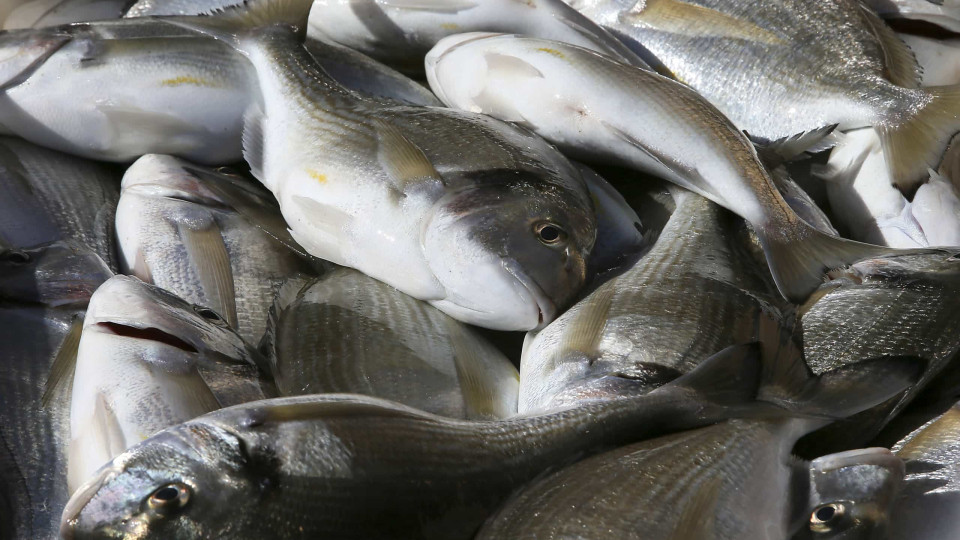 Cientistas reutilizam subproduto do biodiesel em rações de peixes