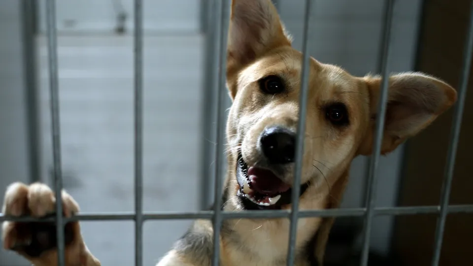 Resgate animal integrado nos planos de proteção civil a partir de sábado