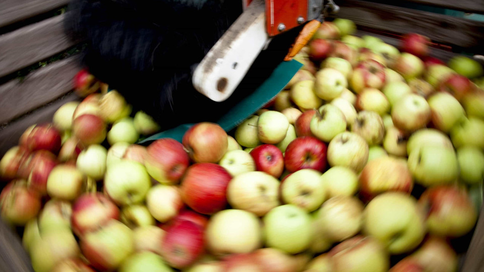 Maçãs e peras portuguesas entre as frutas com mais pesticidas