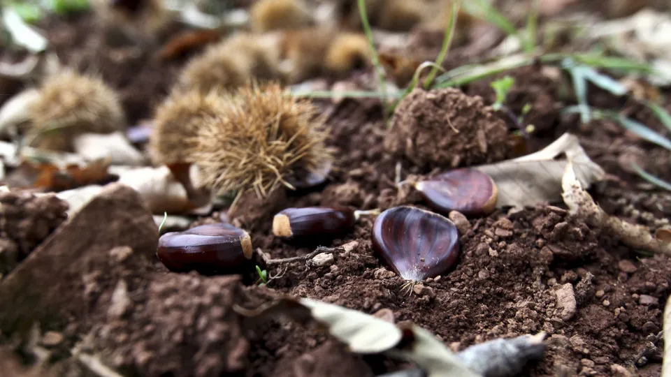 Castanha com quebra de 80% na Terceira devido a pragas e doenças